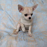 Splendida cucciola chihuahua, allevamento enci