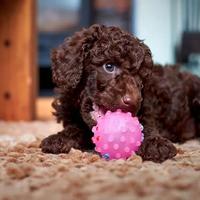 Barboncino toy - poodle puppy