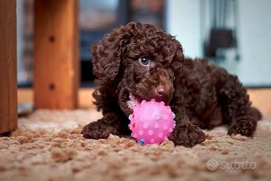 Barboncino toy - poodle puppy