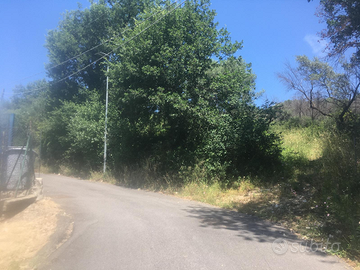 Uliveto in zona "Carcibove" di Guidonia Montecelio