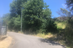 Uliveto in zona "Carcibove" di Guidonia Montecelio