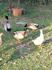 Splendide anatre pechino