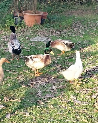 Splendide anatre pechino