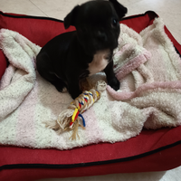 Tenerissima cucciola