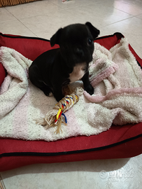 Tenerissima cucciola