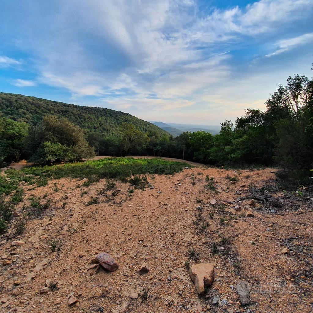 Bosco terreno boschivo nella Maremma toscana - Altro