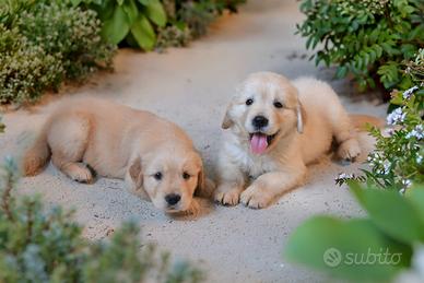 Splendide cucciole golden retriver