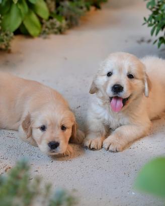 Splendide cucciole golden retriver