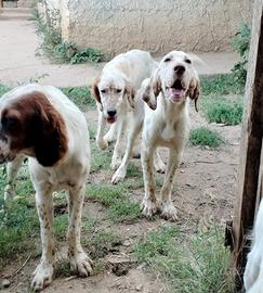 Setter inglese