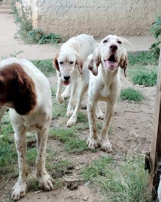 Setter inglese