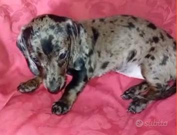 Bassotto tedesco cucciolotti kaninchen
