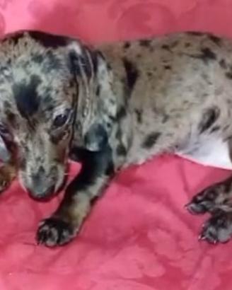 Bassotto tedesco cucciolotti kaninchen