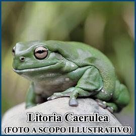 Litoria Cerulea - Raganella Cerulea