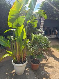 piante da arredo o giardino cicas palma