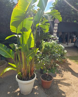 piante da arredo o giardino cicas palma