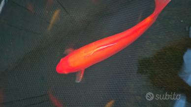 Carpe koi