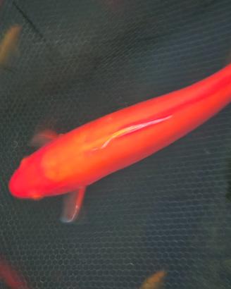 Carpe koi