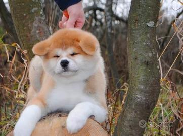 Akita inu cuccioli arancioni