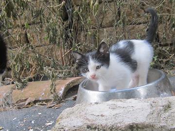 Gattini affettuosi