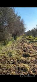 Terreno agricolo con Oliveto