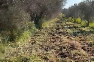 Terreno agricolo con Oliveto