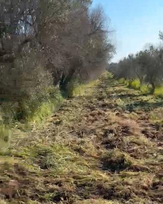 Terreno agricolo con Oliveto