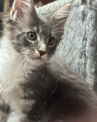 Cuccioli Maine coon