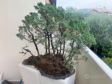 Bosco Bonsai di Ginepro