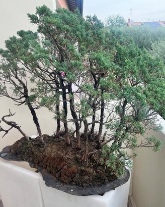 Bosco Bonsai di Ginepro
