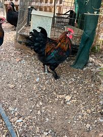Galline Marans delle uova color cioccolato