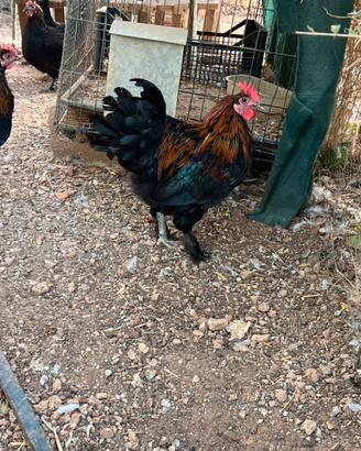 Galline Marans delle uova color cioccolato