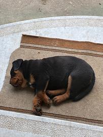 Cuccioli di rottweiller nati il 23 febbraio
