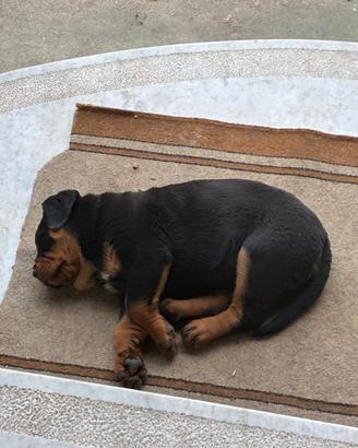 Cuccioli di rottweiller nati il 23 febbraio