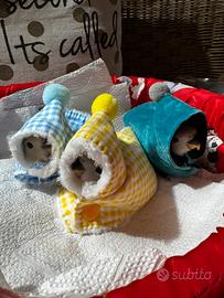 Pulli di Inseparabili