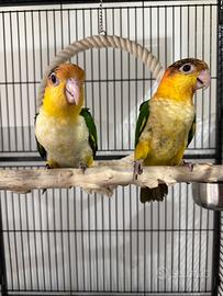 Coppia caicco testa gialla