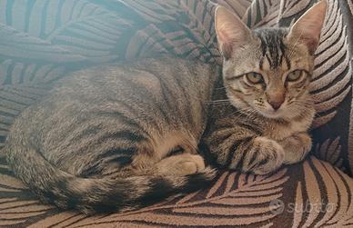Susy gattina 4 mesi