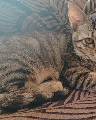 Susy gattina 4 mesi