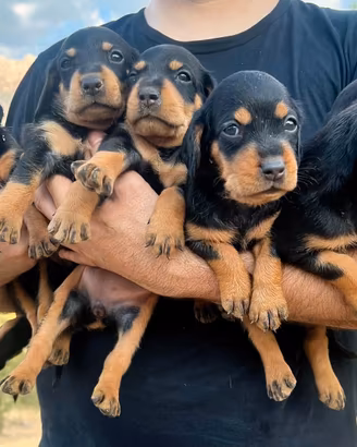 Cani da caccia Slovensky Kopov