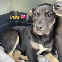 Cuccioli cane meticci vaccino taglia media