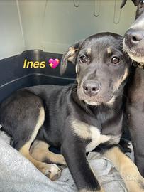 Cuccioli cane meticci vaccino taglia media