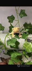Geco Ciliatus Lily White Maschio