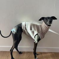 Cappotto levriero italiano