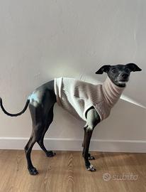 Cappotto levriero italiano