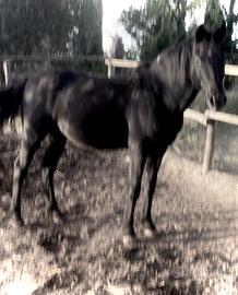 Cavallo