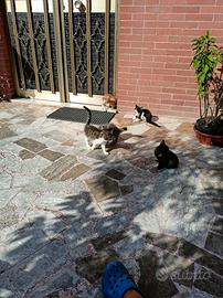 Gattini di vari colori