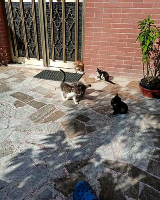 Gattini di vari colori