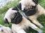 Immagine 5