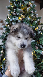 Cuccioli di Alaskan malamute