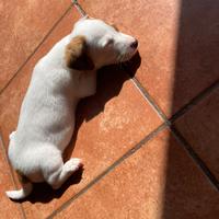 Cuccioli di jack russell