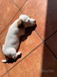 Cuccioli di jack russell
